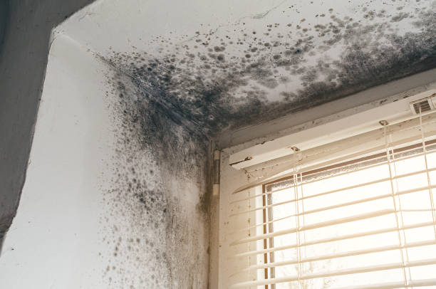 Affordable Basement Mold Removal solutions in Gainesville, VA