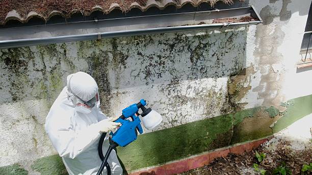 Trusted Attic Mold Removal service in Gainesville, VA - Cheap Mold Removal